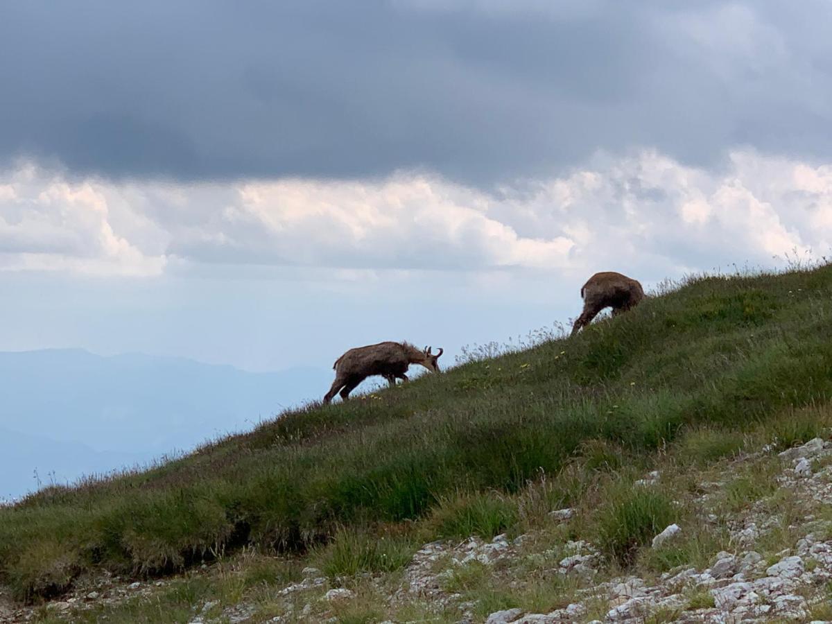 זקופאנה Dom Wypoczynkowy I Apartamenty "Nabucco" Z Widokiem Na Giewont I Gory מראה חיצוני תמונה